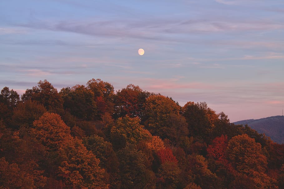 moon, autum, sky, tree, beauty in nature, scenics - nature HD wallpaper