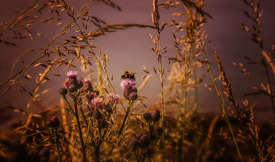 Shallow Focus Photography of Pink Flowers, bloom, blooming, blossom HD wallpaper