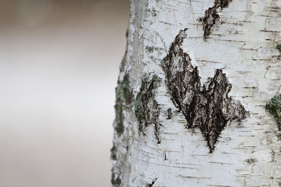 Tree Trunk, close-up, tree bark, textured, rough, plant bark HD wallpaper