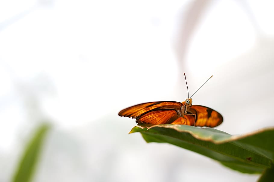 leaf, insect, nature, butterfly, invertebrate, animal themes HD wallpaper