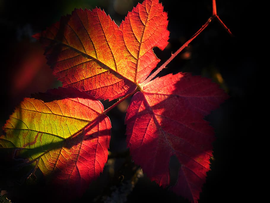 leaf, fall, nature, colorful, light, atmospheric, sun, red HD wallpaper