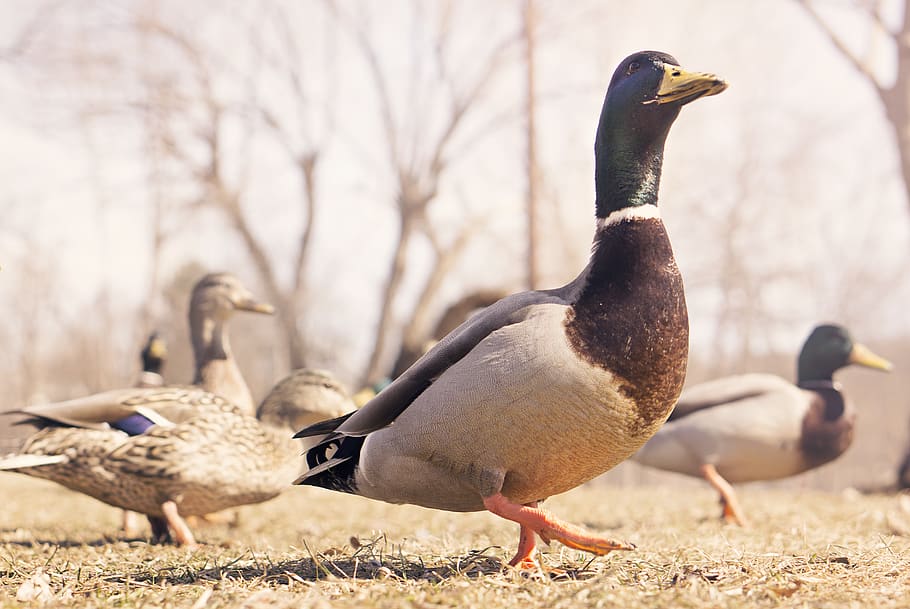 ducks, birds, animals, beak, vertebrate, animal themes, animal wildlife HD wallpaper