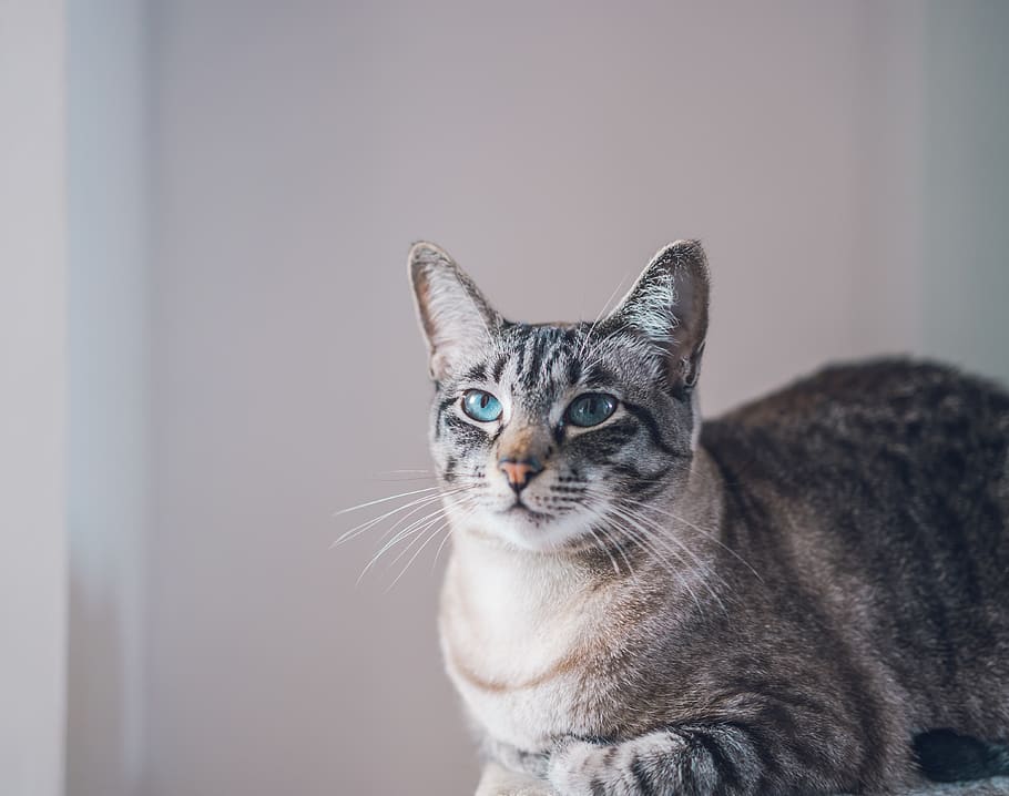 gray Tabby cat by wall, domestic, pets, domestic animals, mammal HD wallpaper