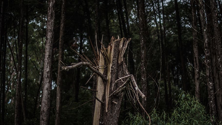 branch, forest, tree, plant, trunk, tree trunk, land, tranquility HD wallpaper