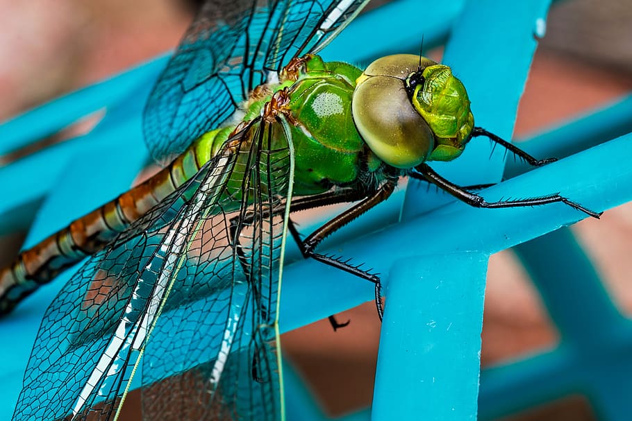 Green Dragonfly, close-up, insect, macro, wings, animal themes HD wallpaper