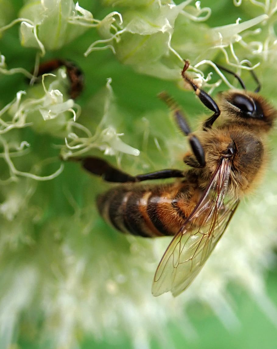 bee, insect, pollen, garden, nature, animal themes, animal wildlife HD wallpaper