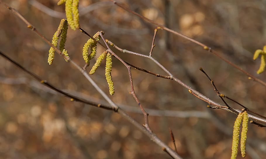 spring, yellow, hazelnut, forest, seeds, grove, plant, growth HD wallpaper