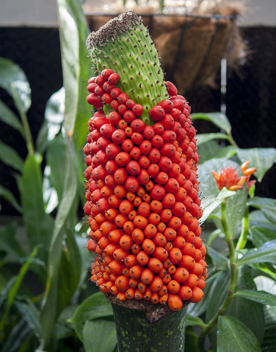 red, food and drink, growth, fruit, healthy eating, freshness HD wallpaper