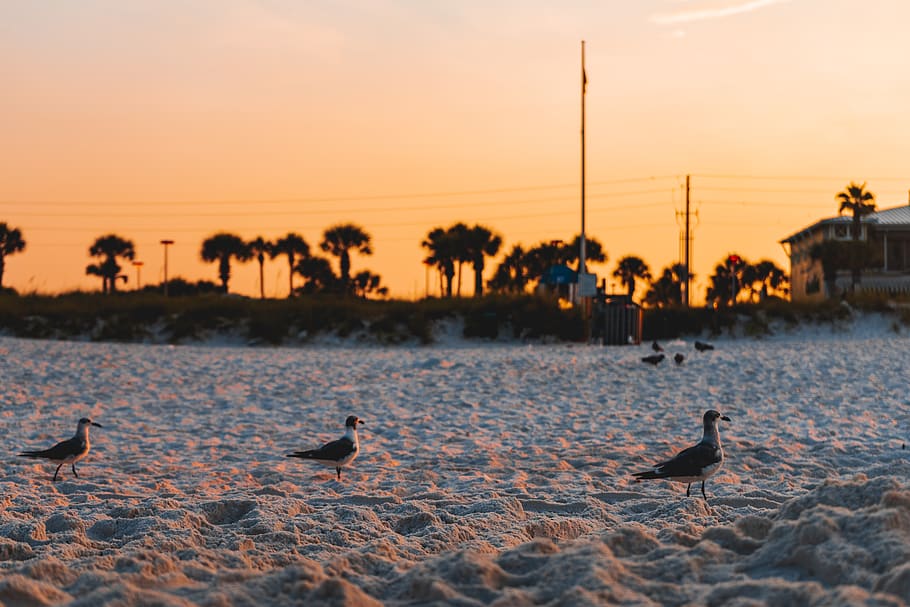 three birds on sand, sunset, nature, outdoors, sunrise, sky, pole HD wallpaper