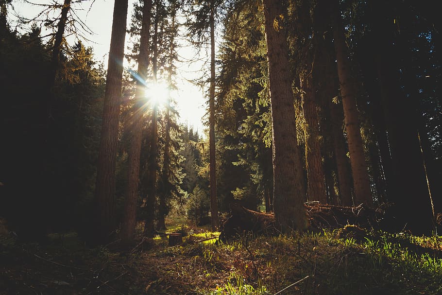 brown, forest, grass, green, lights, rays, trees, plant, land HD wallpaper