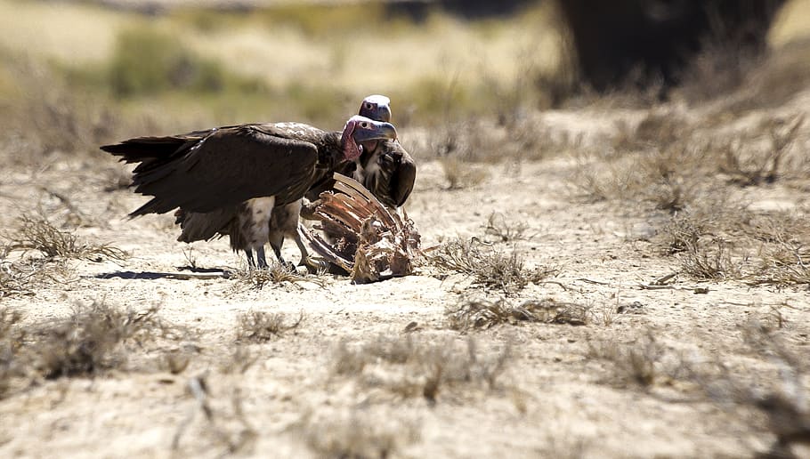 two vultures, bird, vertebrate, animals in the wild, bird of prey HD wallpaper