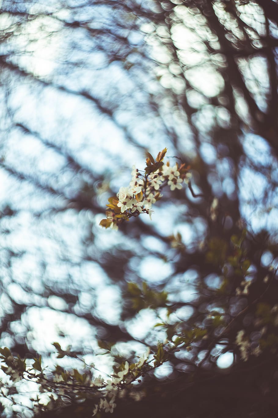 white petaled flower, plant, tree, blossom, spring, sky, blossoming tree HD wallpaper