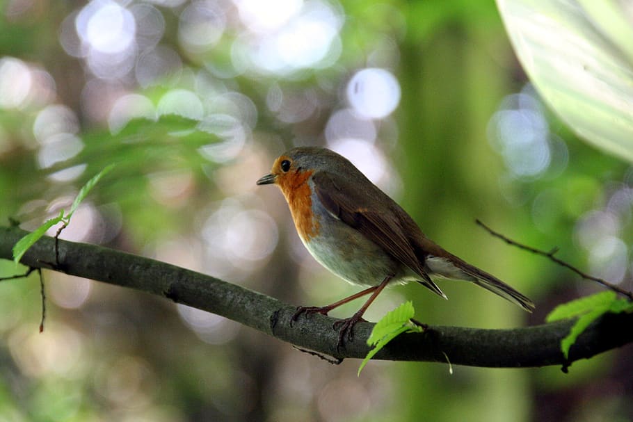 germany, cologne, robin, garden, songbird, little bird, animal themes HD wallpaper