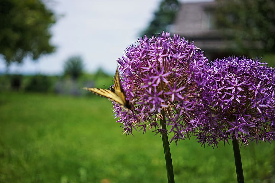 butterfly, outdoors, environment, flowers, yellow, green, purple HD wallpaper