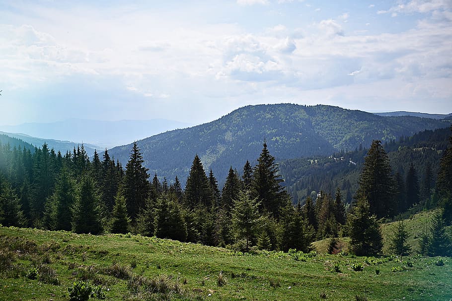 Online crop | HD wallpaper: Landscape Photography Of Pine Trees ...