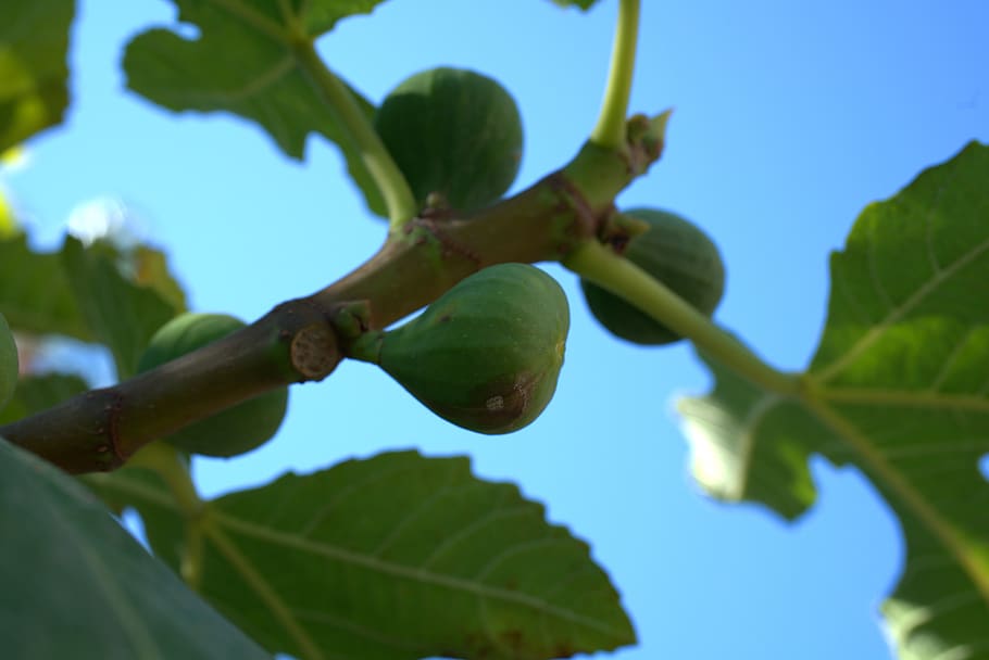 fig, fruit, mediterranean, healthy, fresh, sweet, plant, nature HD wallpaper