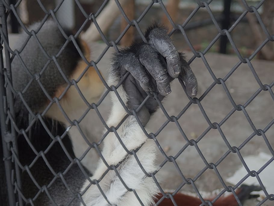 thailand, dusit zoo, chainlink fence, primate, mammal, monkey HD wallpaper