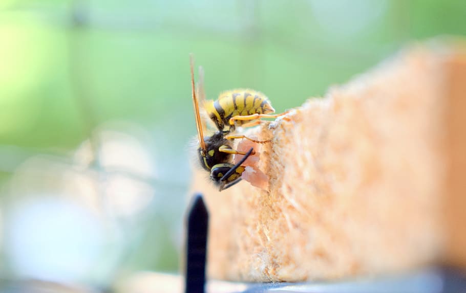 insect, wasp, prey, hunter, hunger, meat, yellow black, one animal HD wallpaper