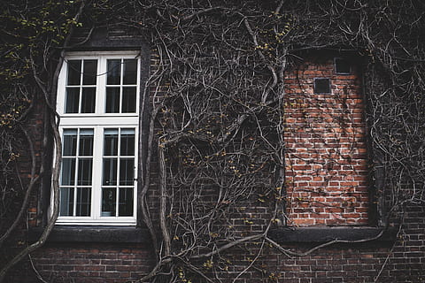 brick, window, wall, home decor, plant, curtain, window shade HD wallpaper