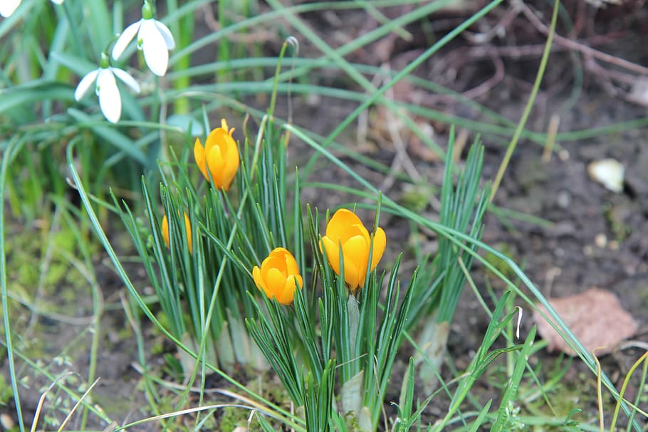 crocus, crocus yellow, flower, spring, plant, flowering plant HD wallpaper