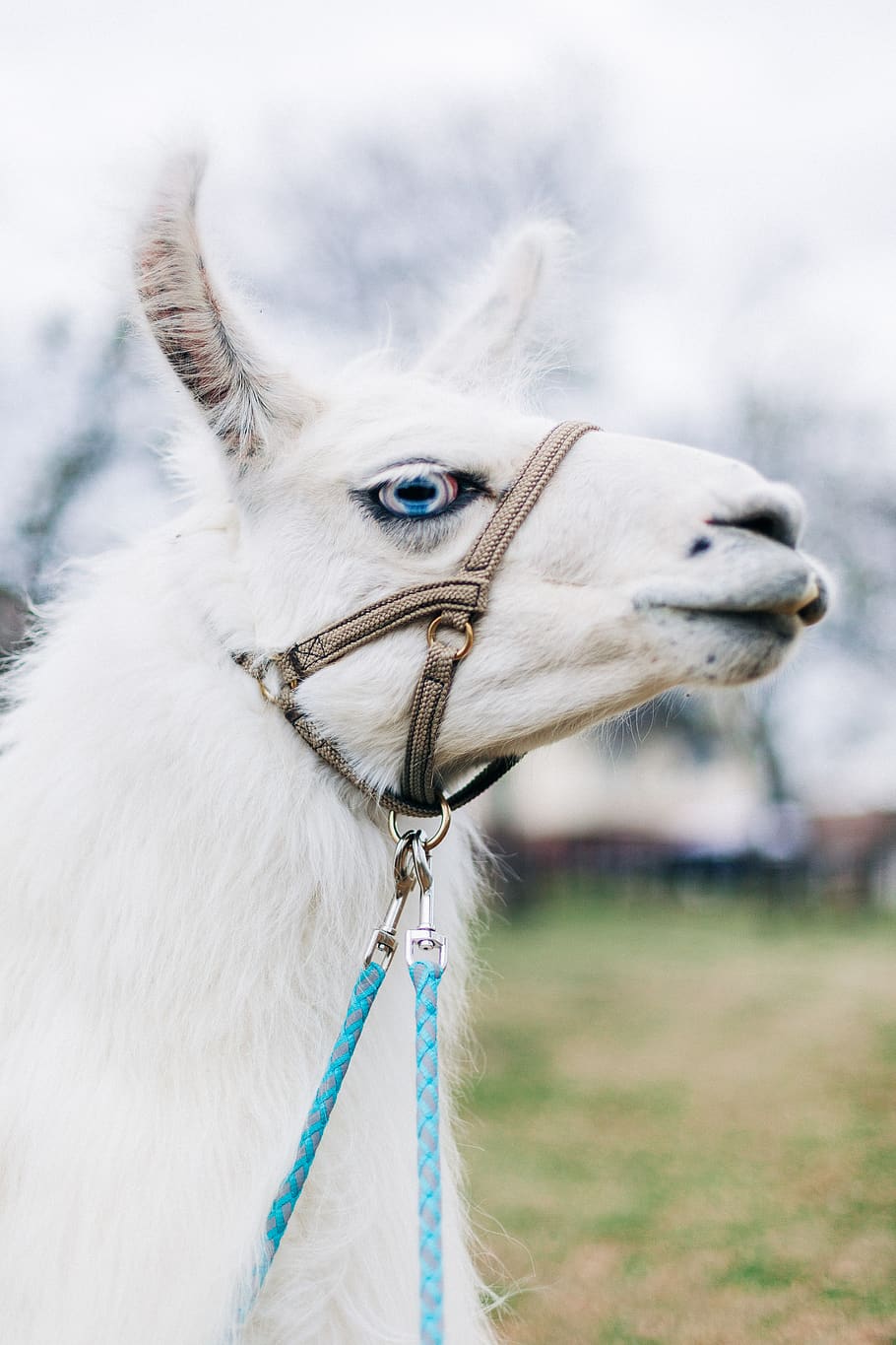 white llama with trap, animal themes, one animal, mammal, domestic HD wallpaper