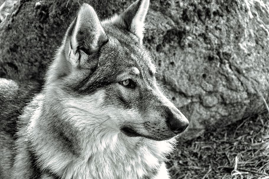 wolf, nature, animal, one animal, animal themes, mammal, vertebrate HD wallpaper