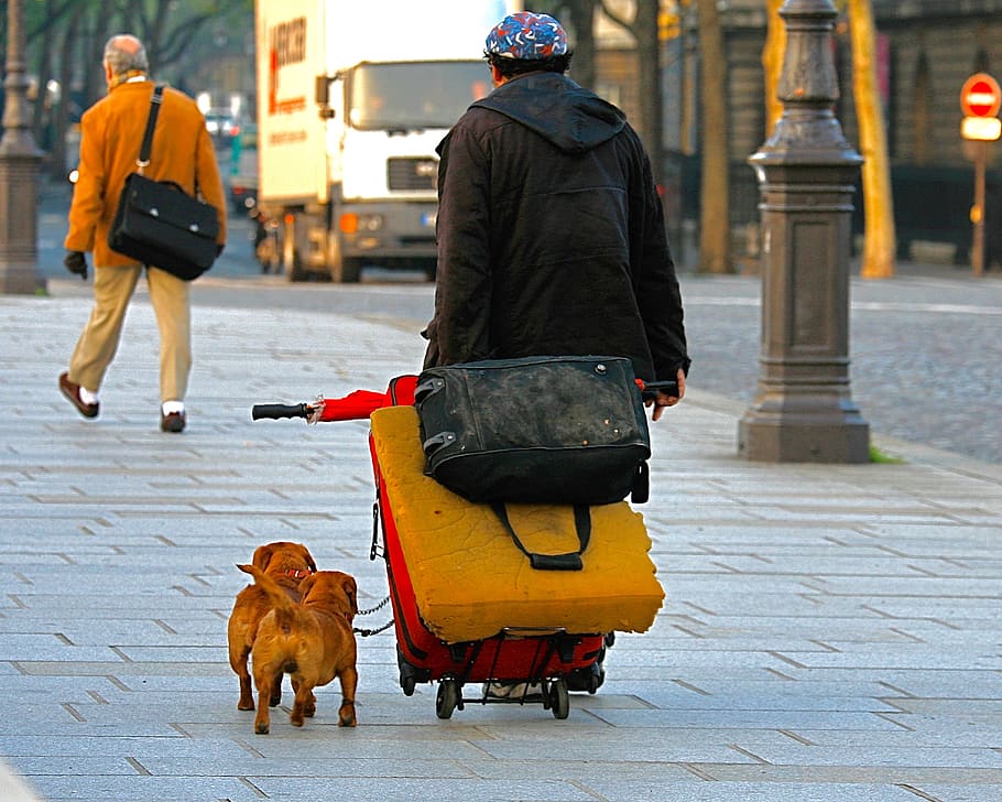 france, paris, city, street, mammal, domestic animals, people HD wallpaper