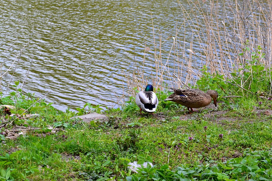 ducks, birds, nature, spring, water, meadow, animal wildlife HD wallpaper