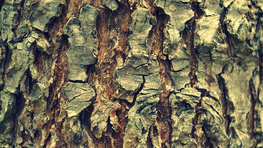 tree, texture, trunk, tree trunk, textured, backgrounds, full frame HD wallpaper