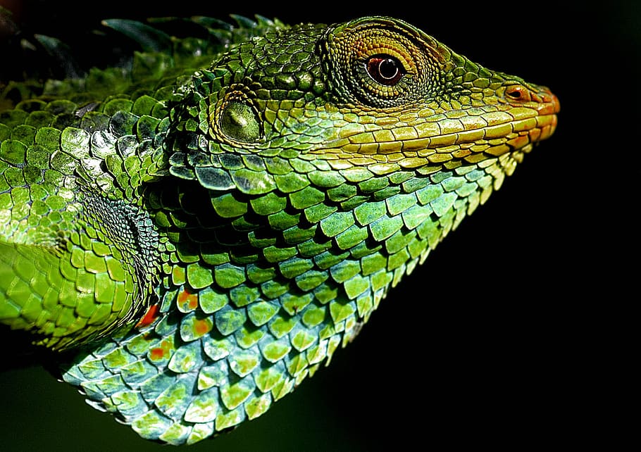 chameleon, forest, nature, one animal, reptile, animal themes HD wallpaper