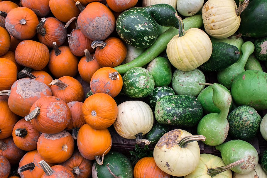 fall, gords, pumpkins, white, orange, green, autumn, food and drink HD wallpaper