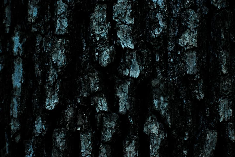 tree, nature, texture, backgrounds, full frame, textured, trunk HD wallpaper