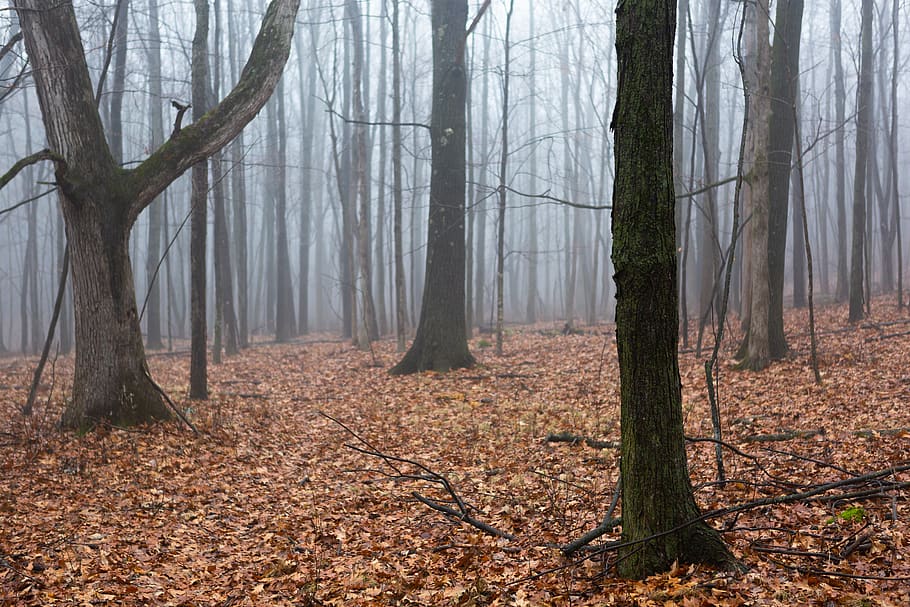 empty forest, tree, tree trunk, land, autumn, plant, woodland HD wallpaper