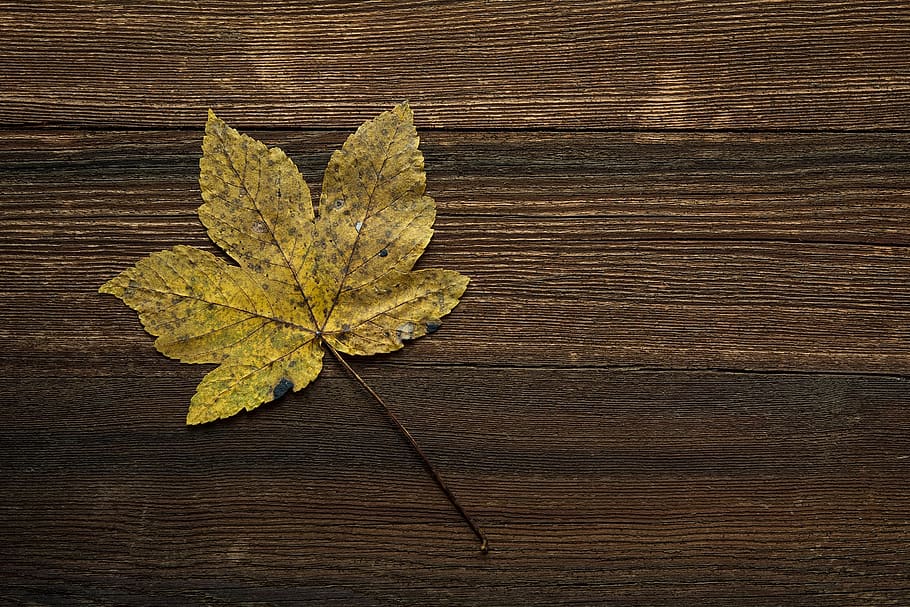 Brown Leaf on Brown Wooden Surface, HD wallpaper, plant part HD wallpaper