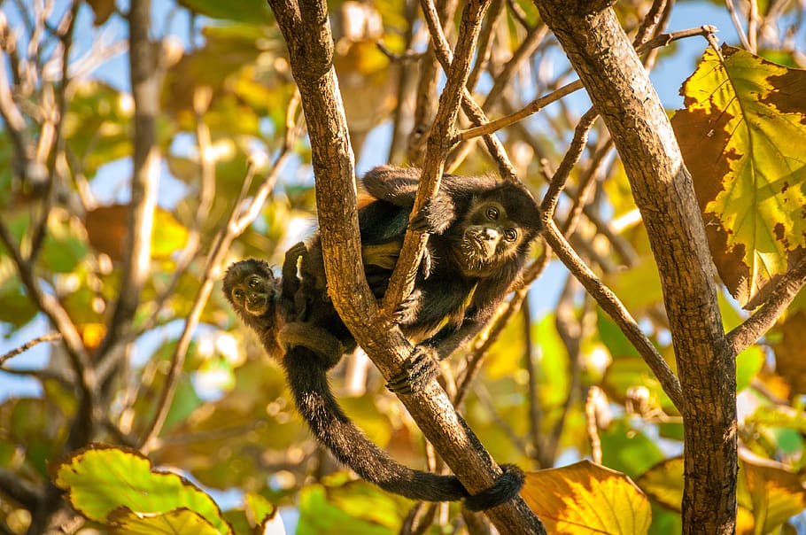 costa rica, monkey, tree, summer, nature, howler monkey, animal themes HD wallpaper