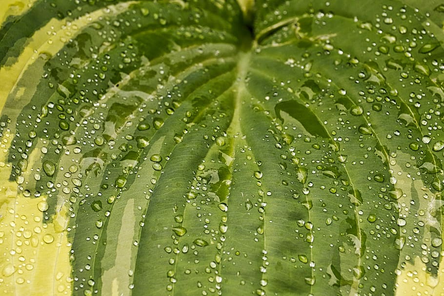 funkien sheet, background, structure, nature, close up, texture HD wallpaper