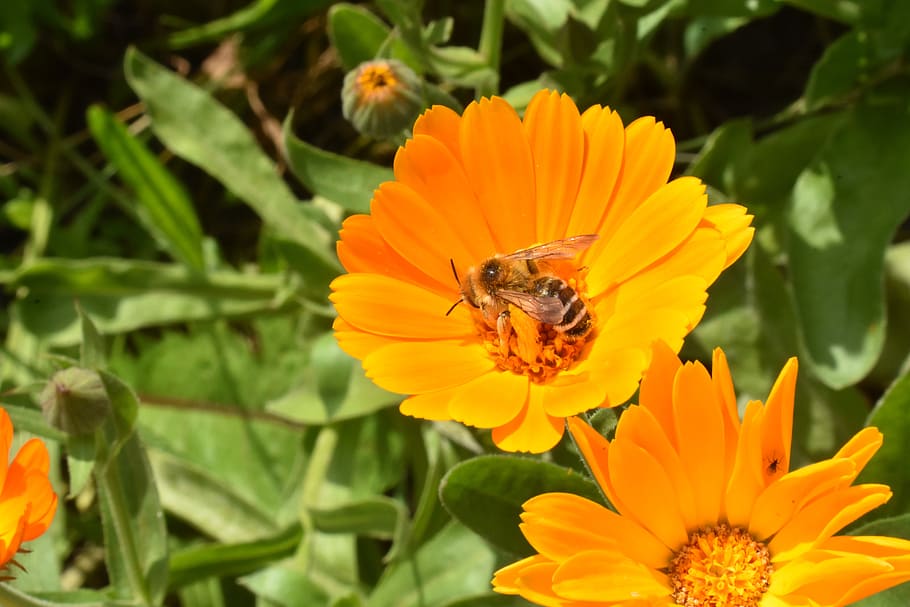 calendula, marigold, flower, bee, insect, pollination, orange HD wallpaper