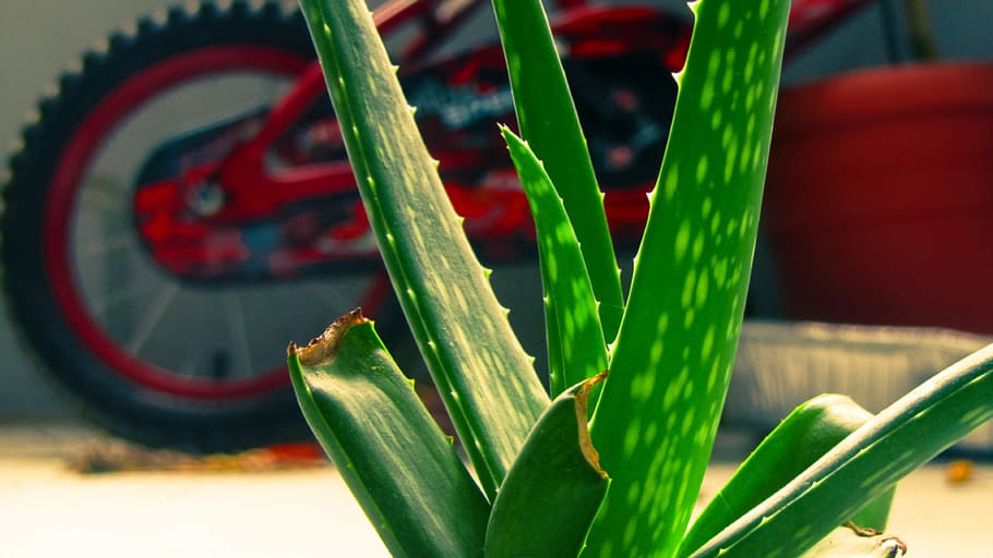 olivera, red, green, plant, green color, growth, close-up, focus on foreground HD wallpaper