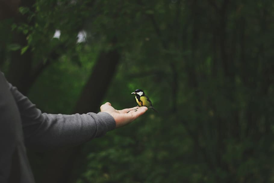small, bird, hand, yellow, nature, animal, man, male, sitting HD wallpaper