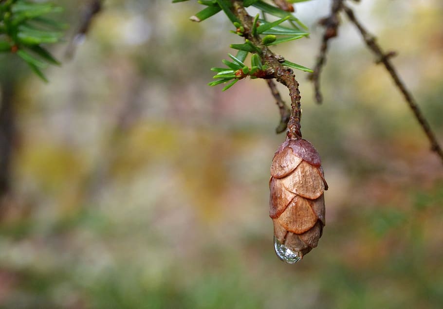 pinecone, raindrop, tree, focus on foreground, plant, close-up HD wallpaper