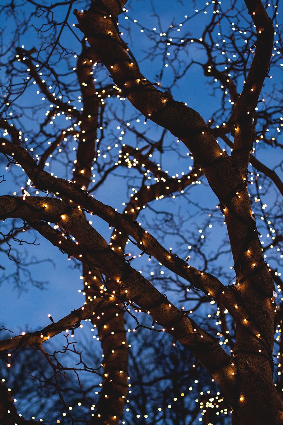 bare tree with yellow string lights, branch, low angle view, plant HD wallpaper
