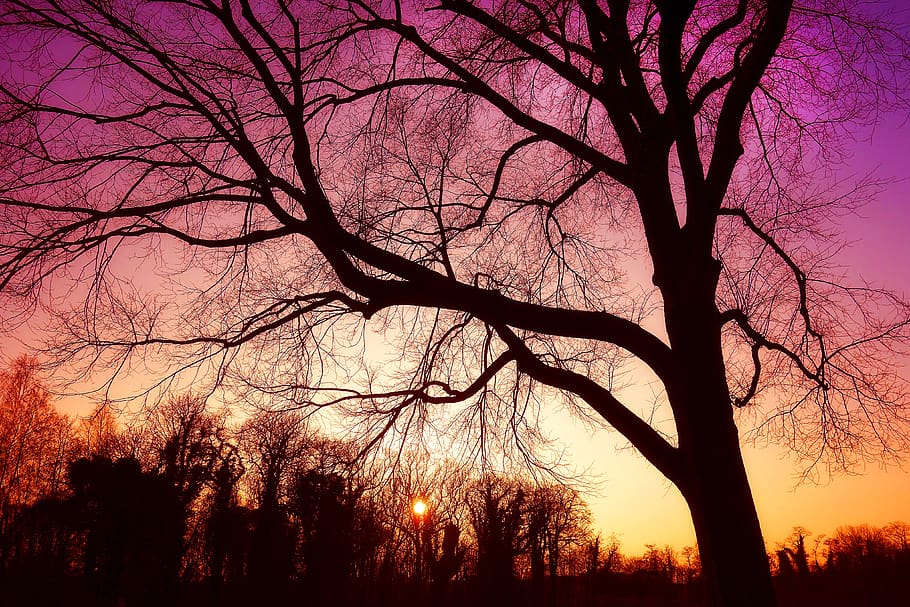 tree, bare tree, bare branches, silhouette, nature, skies, coloured skies HD wallpaper