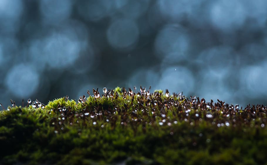 Grass Field With Bokeh Effects, blur, close-up, dawn, environment HD wallpaper