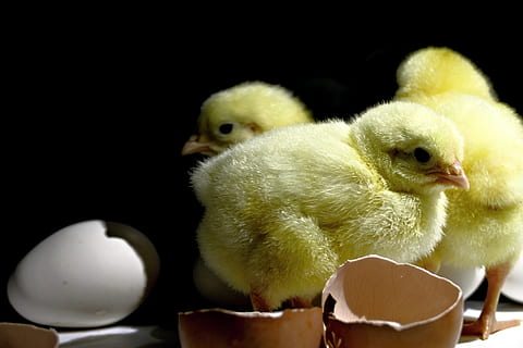 chick, emergence, home, view, animal, poultry, kuriatka, cute HD wallpaper