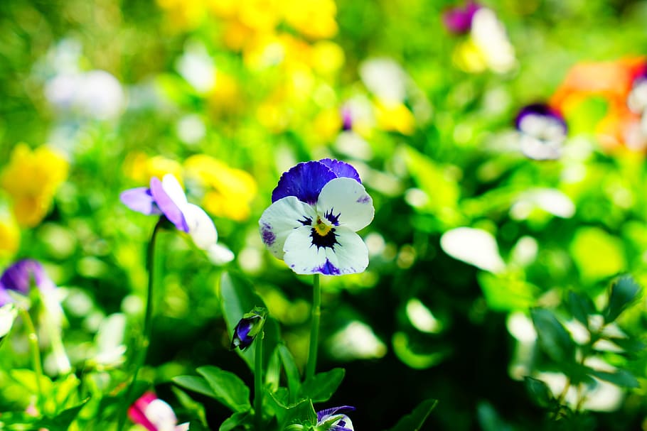 pansy, spring, blue, violet, flower, cat flower, flowering plant HD wallpaper