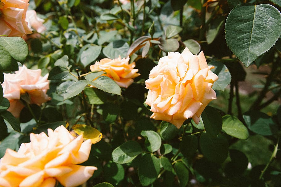 flower, spring, rose, roses, leaf, leaves, green, nature, summer HD wallpaper