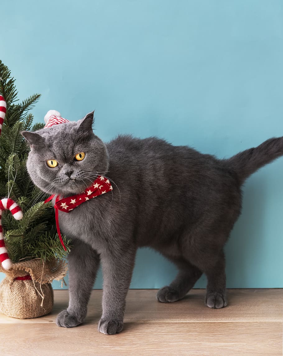 Black Cat Looking Pierce, animal, blue background, bow tie, candy cane, HD wallpaper