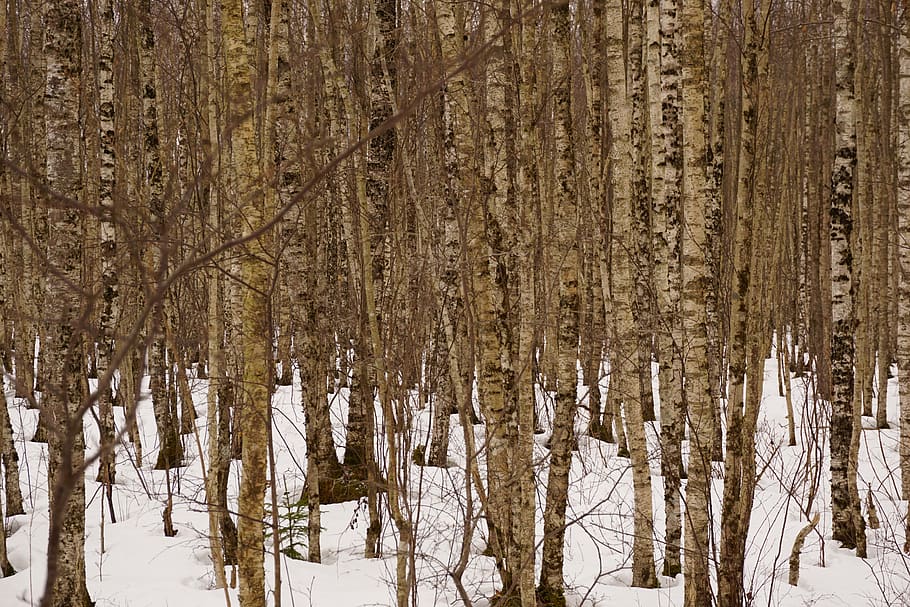 birches, forest, winter, landscape, trees, outdoor, woods, nature HD wallpaper