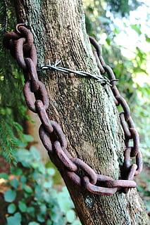 tree, chain, rust, barbed wire, wood, risk of injury, sharp HD wallpaper