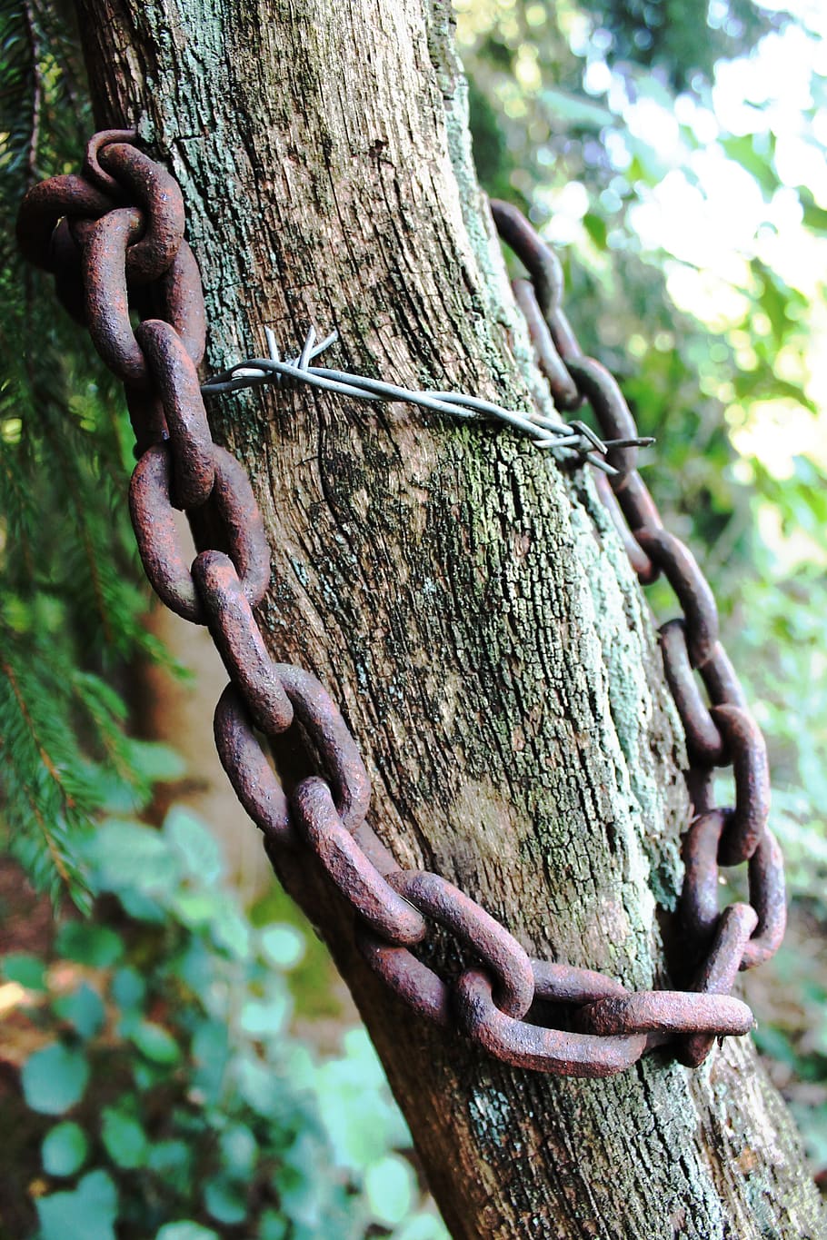 tree, chain, rust, barbed wire, wood, risk of injury, sharp HD wallpaper
